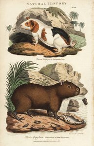 Meerschweinchen und Capybara - Meerschweinchen, Cavia porcellus, und Capybara, Hydrochoerus hydrochaeris. Handkolorierter Kupferstich nach Sydenham Edwards aus John Mason Goods Pantologia, einer neuen Enzyklopädie, G. Kearsley, London