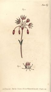 Hermaphroditenblume mit sieben Stempeln, Heptagynia, Septas capensis (Kupferstich)