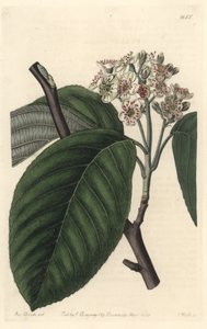 Himalaya-Eberesche - Illustration von Sarah Anne Drake aus dem Botanical Register von Sydenham Teast Edwards