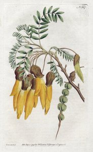 Kowhai, Varietät der Sophora aus Neuseeland - Lithographie von Sydenham Edwards (1768-1819), aus dem Botanical Magazine von William Curtis (1746-1799)