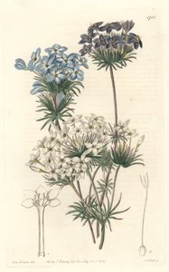 Leptosiphon androsace, aus Kalifornien, aus dem Botanischen Register