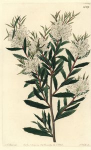 Linienblättrige Hakea, Hakea linearis