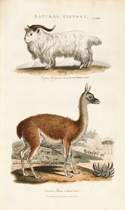 Langhornziege und Lama