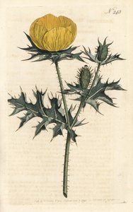Mexikanische Argemone von Sydenham Teast Edwards