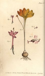 Monandria, Goldtuch, Crocus angustifolius und Hexenkraut