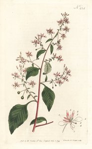 Mückenblume oder Mexikanische Lopezia von Sydenham Teast Edwards