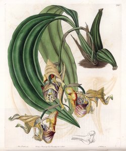 Orchidee: Coryanthes-Varietät mit gefleckten Blüten - Platte graviert von S. Watts, nach einer Illustration von Sarah Anne Drake (1803-1857), aus dem Botanical Register von Sydenham Edwards (1768-1819), England