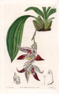Orchidee: Paphinia cristata, heimisch in Amazonien - Platte graviert von S. Watts, nach einer Illustration von Sarah Anne Drake (1803-1857), aus dem Botanical Register von Sydenham Edwards (1768-1819), England