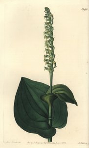 Gennaria diphylla von Sydenham Teast Edwards