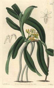Orchideenvarietät Saccolabium