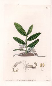 Orchidee: Varietät des Camphylocentrum von Sydenham Teast Edwards