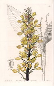 Orchidee: Varietät der Govenia - Platte graviert von S. Watts, nach einer Illustration von Sarah Anne Drake (1803-1857), aus dem Botanical Register von Sydenham Edwards (1768-1819), England von Sydenham Teast Edwards