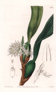 Orchidee: Varietät der Maxillaria, heimisch in Südamerika