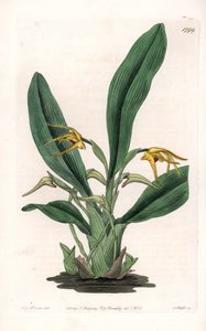 Orchidee: Varietät der Maxillaria, heimisch in tropischem Amerika - Platte graviert von S. Watts, nach einer Illustration von Sarah Anne Drake (1803-1857), aus dem Botanical Register von Sydenham Edwards (1768-1819), England