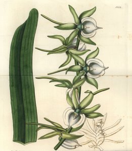 Elfenbein-Angraecum-Orchidee, Angraecum eburneum