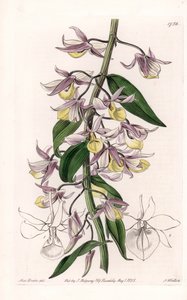 Orchidee: Varietät des Dendrobium, heimisch in Asien - Platte graviert von S. Watts, nach einer Illustration von Sarah Anne Drake (1803-1857), aus dem Botanical Register von Sydenham Edwards (1768-1819), England
