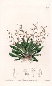 Orchidee: Sorte von Epidendre - Platte graviert von S. Watts, nach einer Illustration von Sarah Anne Drake (1803-1857), aus dem Botanischen Register von Sydenham Edwards (1768-1819), England
