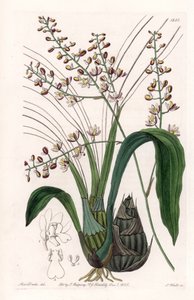 Orchidee: Varietät der Eulophia
