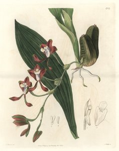 Orchidee Batemannia, heimisch in Guyana - Wasser forte von S. Watts nach einer Illustration von T. Holland, aus dem Botanical Register