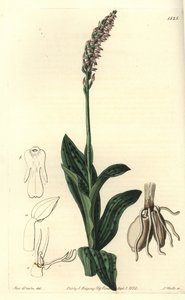 Dichtblütige Orchidee, Neotinea maculata von Sydenham Teast Edwards