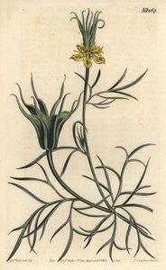 Orientalische Nigelle - Orientalische Fenchelblume, Nigella orientalis. Handkolorierte Kupferstichgravur von F. Sansom Jr. nach einer Illustration von Sydenham Edwards aus William Curtis