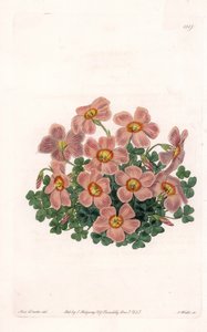 Oxalis Variete - Platte graviert von S. Watts, nach einer Illustration von Sarah Anne Drake (1803-1857), aus dem Botanischen Register von Sydenham Edwards (1768-1819), England von Sydenham Teast Edwards