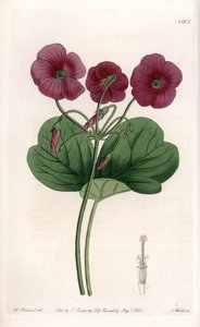 Oxalis de Bowie