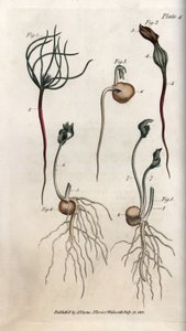 Erbsen, Hülsenfrüchte in verschiedenen Keimstadien. Farbiger Kupferstich, Illustration von Sydenham Edwards (1768-1819) für Konferenzen der Botanik, Botanischer Garten von Lambeth (England)