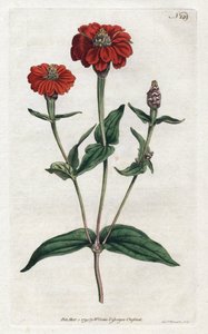 Peruanische Zinnie oder Bresine - Lithographie von Sydenham Edwards (1768-1819), aus dem Botanical Magazine von William Curtis (1746-1799)