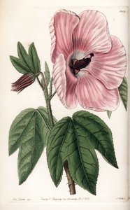 Rosa Hibiskus