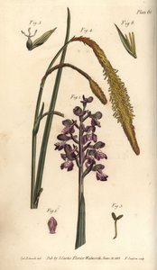 Purpur-Orchidee, Orchis mascula, Gynandria