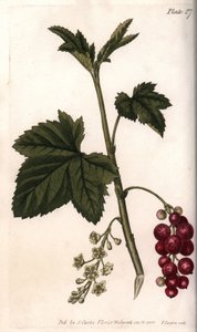 Rote Johannisbeere