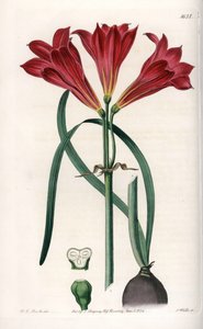 Rodophiale bifida von Sydenham Teast Edwards