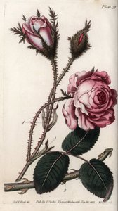 Rose, Rosenblüte mit hundert Blättern. Farbiger Kupferstich, Illustration von Sydenham Edwards (1768-1819) für Konferenzen der Botanik, Botanischer Garten von Lambeth (England) von Sydenham Teast Edwards