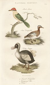 Heiliger Eisvogel, Knäkente und Dodo