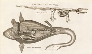 Hai-Anatomie und Krokodilskelett von Sydenham Teast Edwards