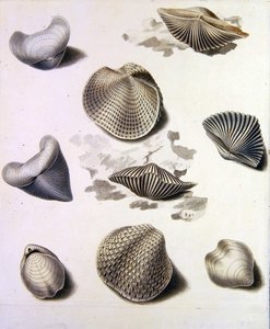 Muscheln und Meeresflora