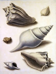 Muscheln und Meeresflora