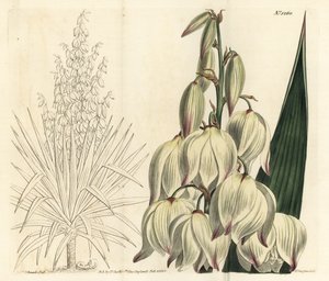 Spanischer Dolch oder prächtige Adamsnadel, Yucca gloriosa