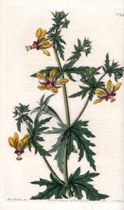 Würziger Mohn von Sydenham Teast Edwards
