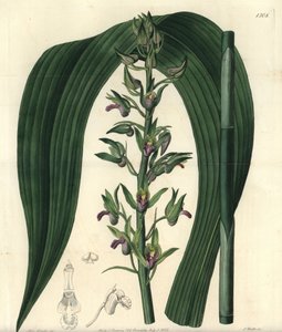 Terrestrische Orchidee von Sydenham Teast Edwards