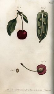 Fruchtkapsel der Erbse und Abschnitt der Frucht der Kirsche von Sydenham Teast Edwards