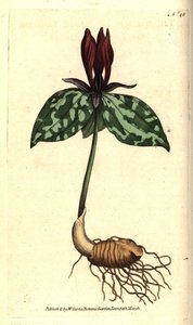 Krötenschatten oder sitzendes Trillium, Trillium sessile