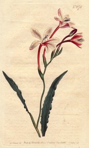 Gekräuseltes Tritonia