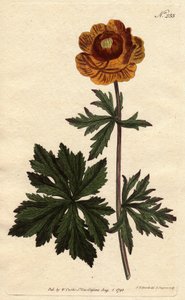 Asiatische Trollblume mit tiefgelber Blüte, Trollius asiaticus von Sydenham Teast Edwards