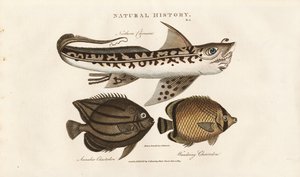 Tropische Fische: Nördlicher Remora und Falterfisch von Sydenham Teast Edwards