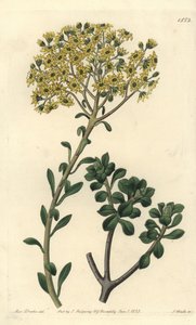 Varietät der Hauswurz, Sempervivum villosum von Sydenham Teast Edwards