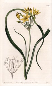 Varietät von Triteleia oder Brodelea, mit gelben Blüten, heimisch in Kalifornien