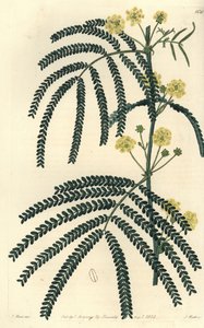 Varietät der Akazie (oder Kassie) von Sydenham Teast Edwards