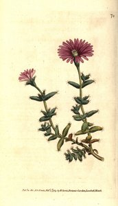 Varietät der Ficoid - Mesembryanthemum barbarum